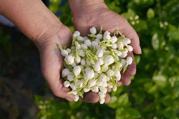 茉莉花茶怎么借助蒸汽發生器提升品質